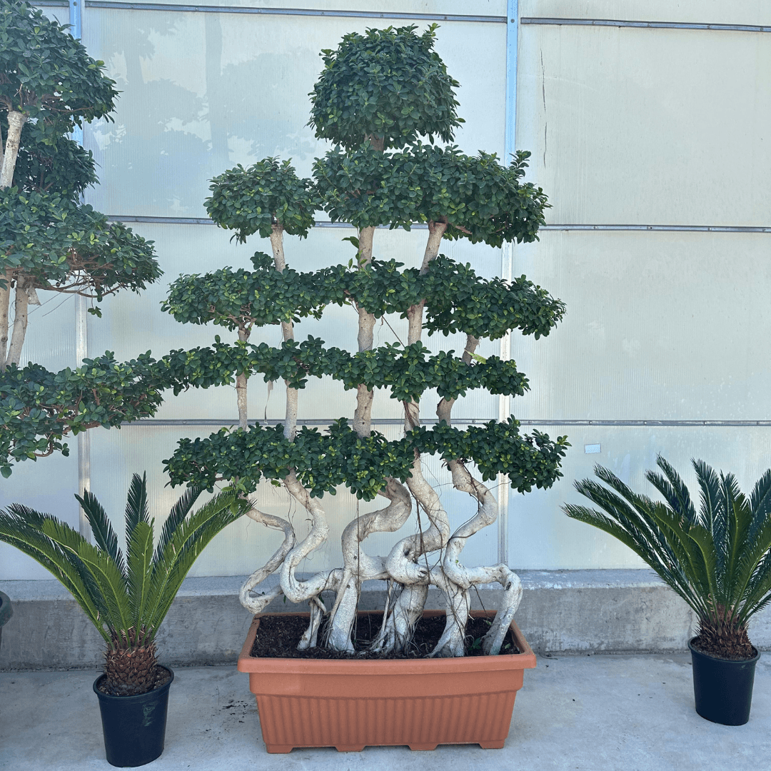Bonsai Ficus S Shape 250-300 cm XXXL