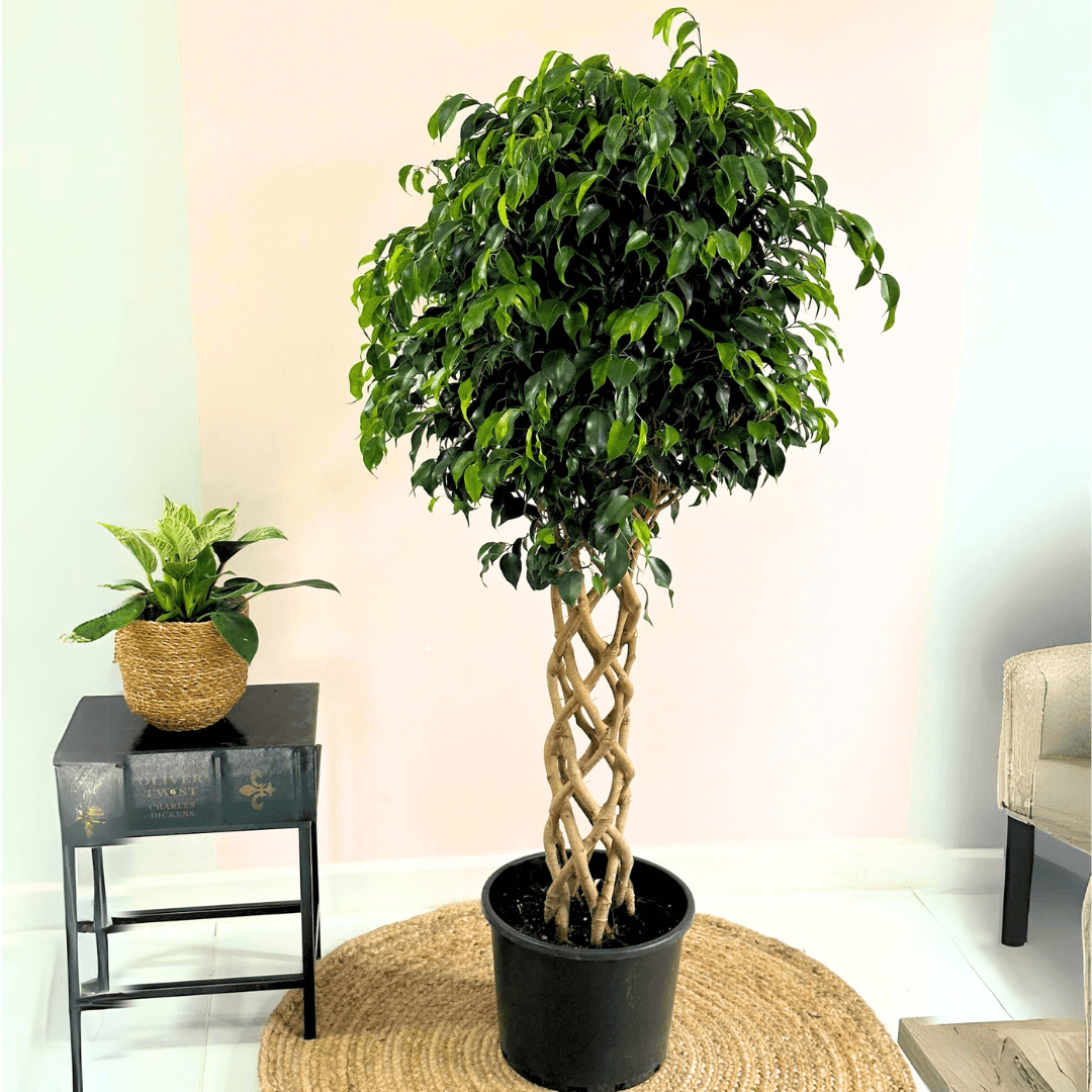 Örgülü Benjamin Ficus 140-150 cm 