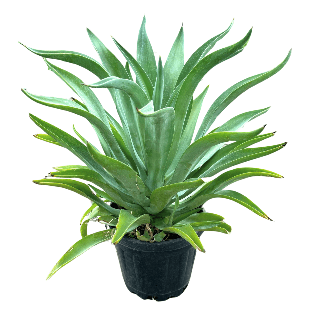 Agave Desmettiana Sabırlık Yüzyıl Bitkisi XL