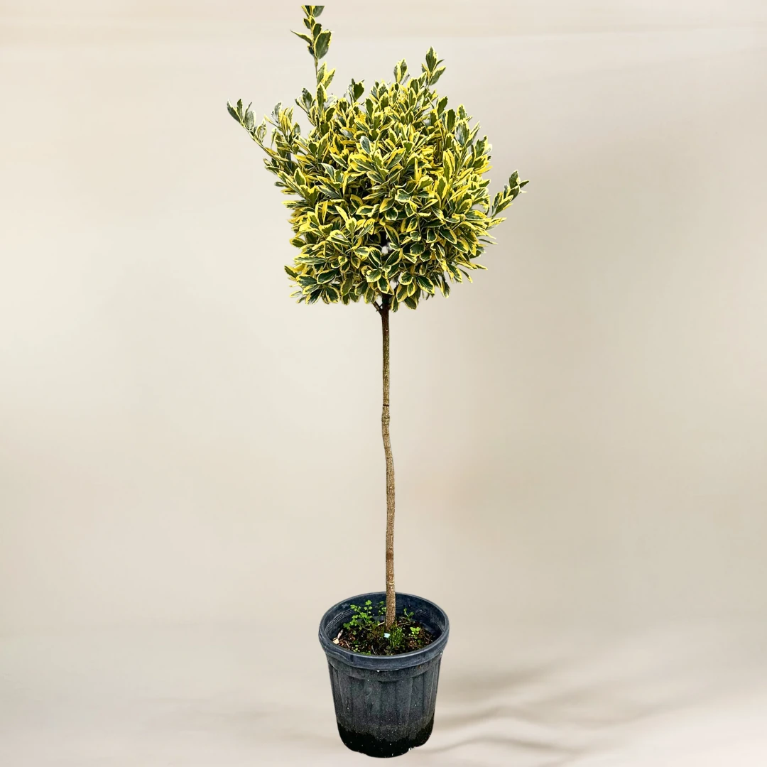 Taflan Bravo Baston 160-170 cm