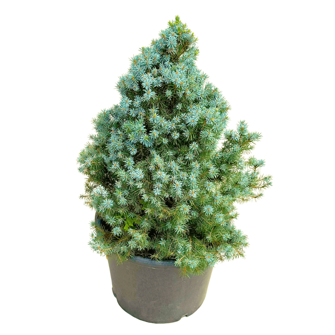 Bodur Cüce Mavi Ladin (Picea Pungens Glauca Sanders Blue)