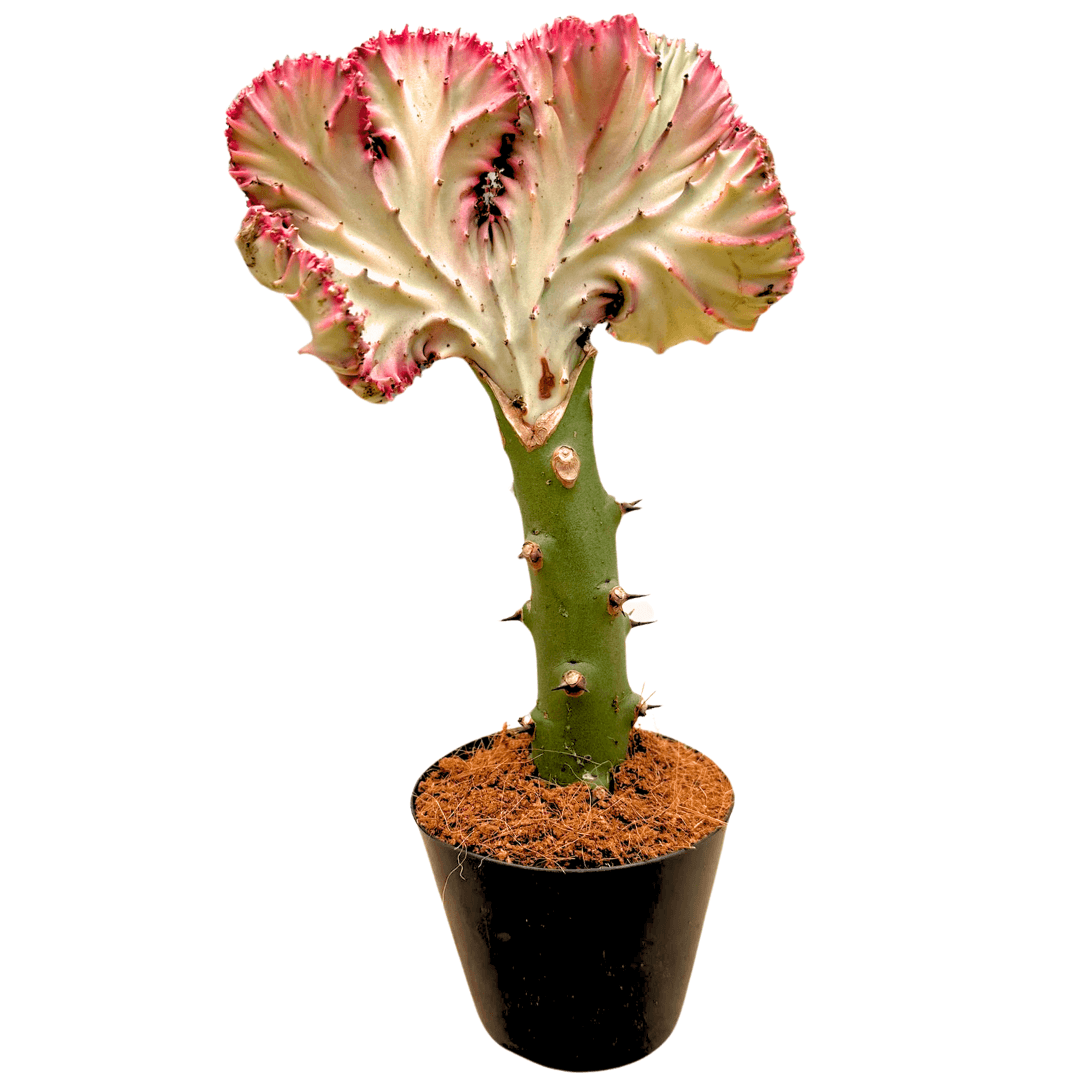 Euphorbia Lactea Cristata Kırmızı - Aşılı Kaktüs