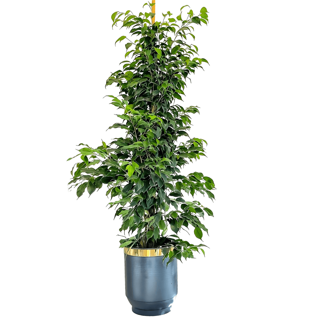 Ficus Benjamin 170-180 cm 