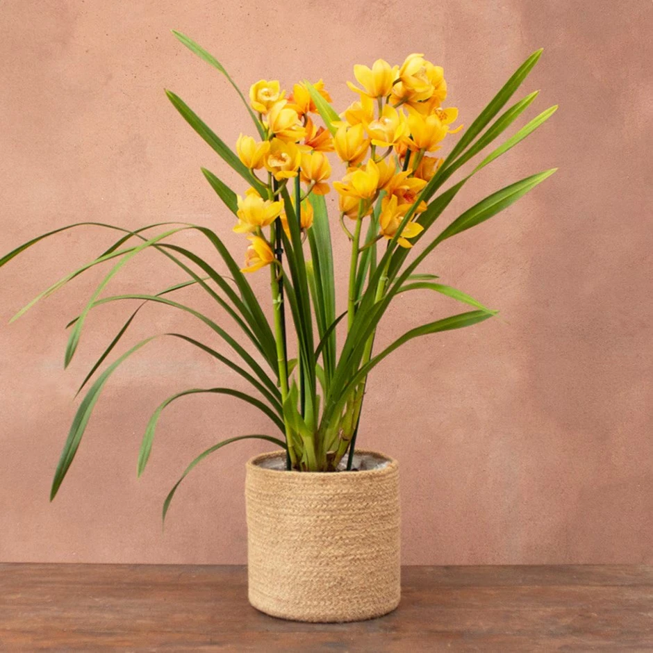 Cymbidium Orkide  Pembe 75-80 cm (Simbidyum)