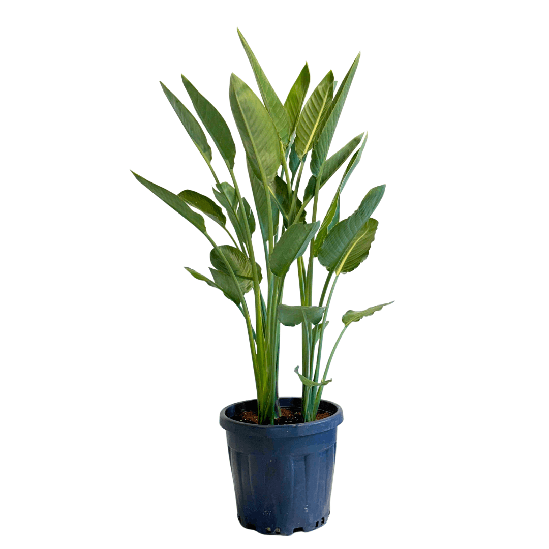 Strelitzia Regiana-Starliçe-Çok  Gövdeli 140-150 cm (Turuncu Çiçek Açan Starliçe)