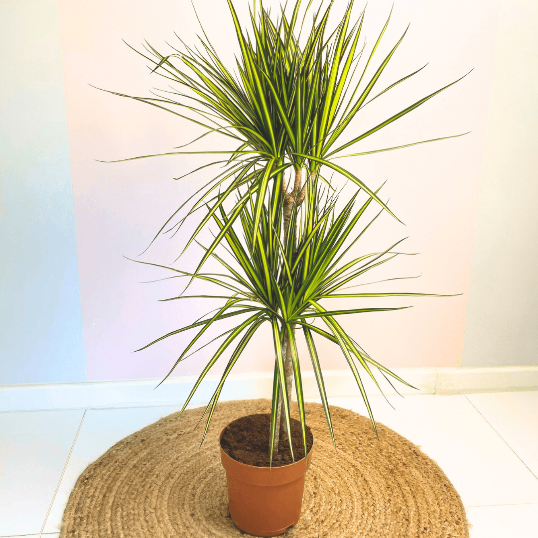 Dracaena Marginata Sunray