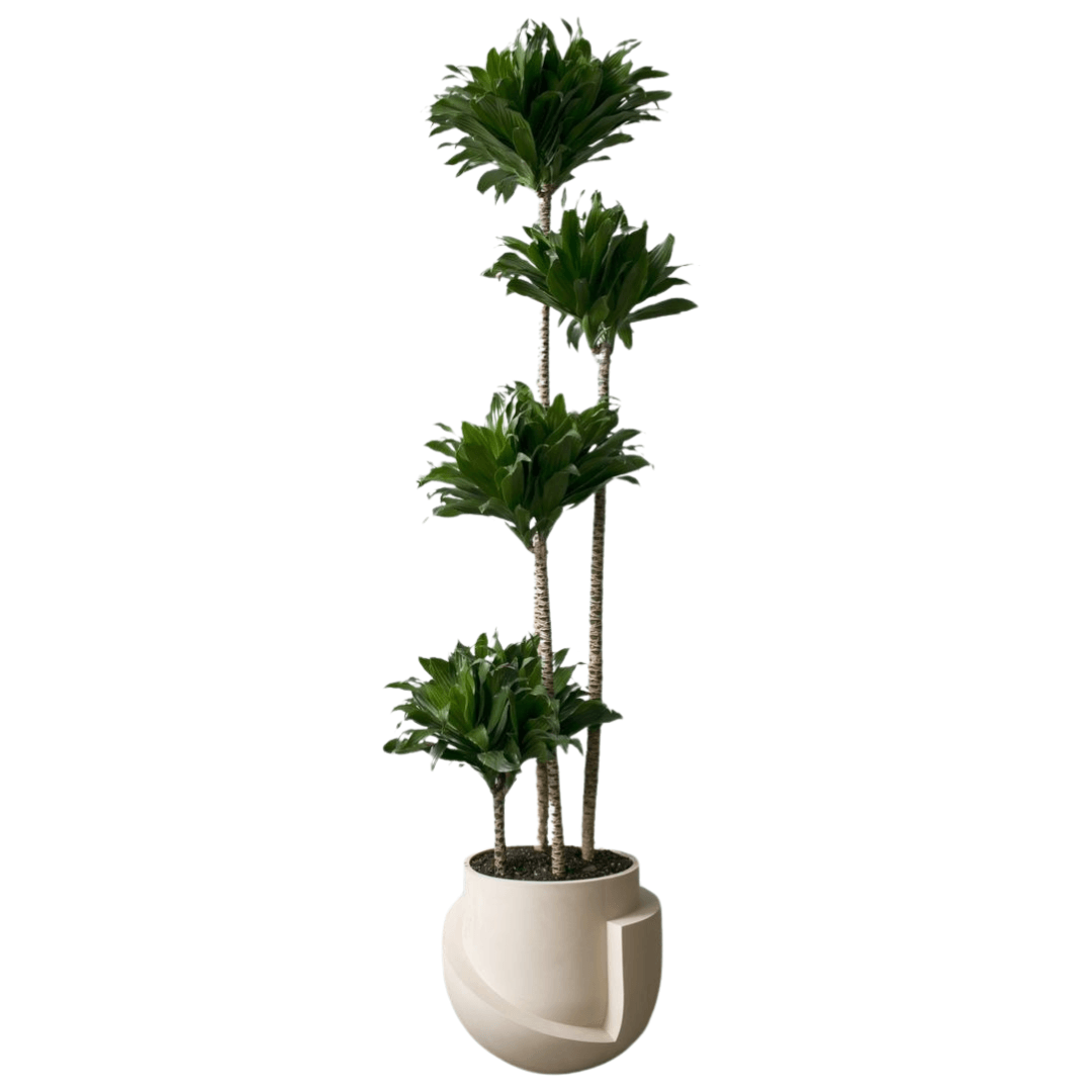 Dracaena Compacta 4 Gövdeli (130-140 cm)