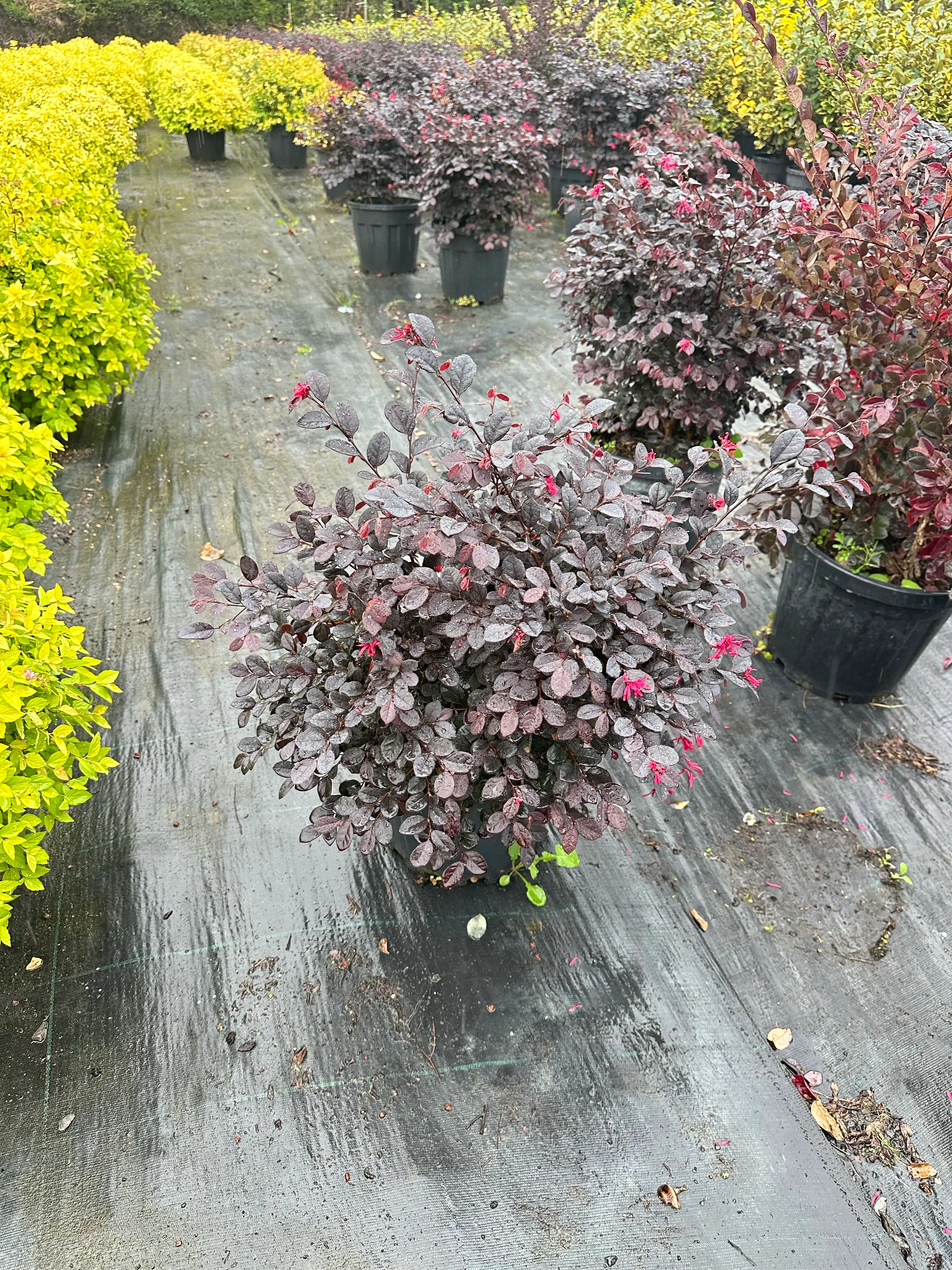 Loropetalum (Loropetalum Chinense Rubrum) 