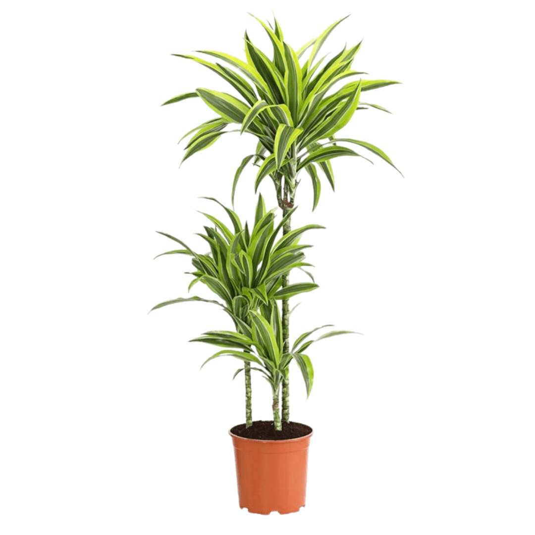 Dracaena Dremensis Lemon Lime 3 Gövdeli 110 CM