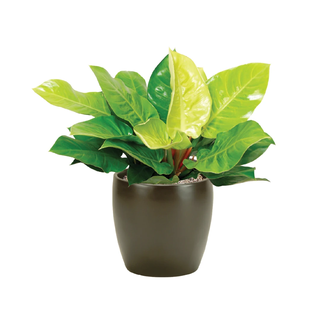 Philodendron Moonlight