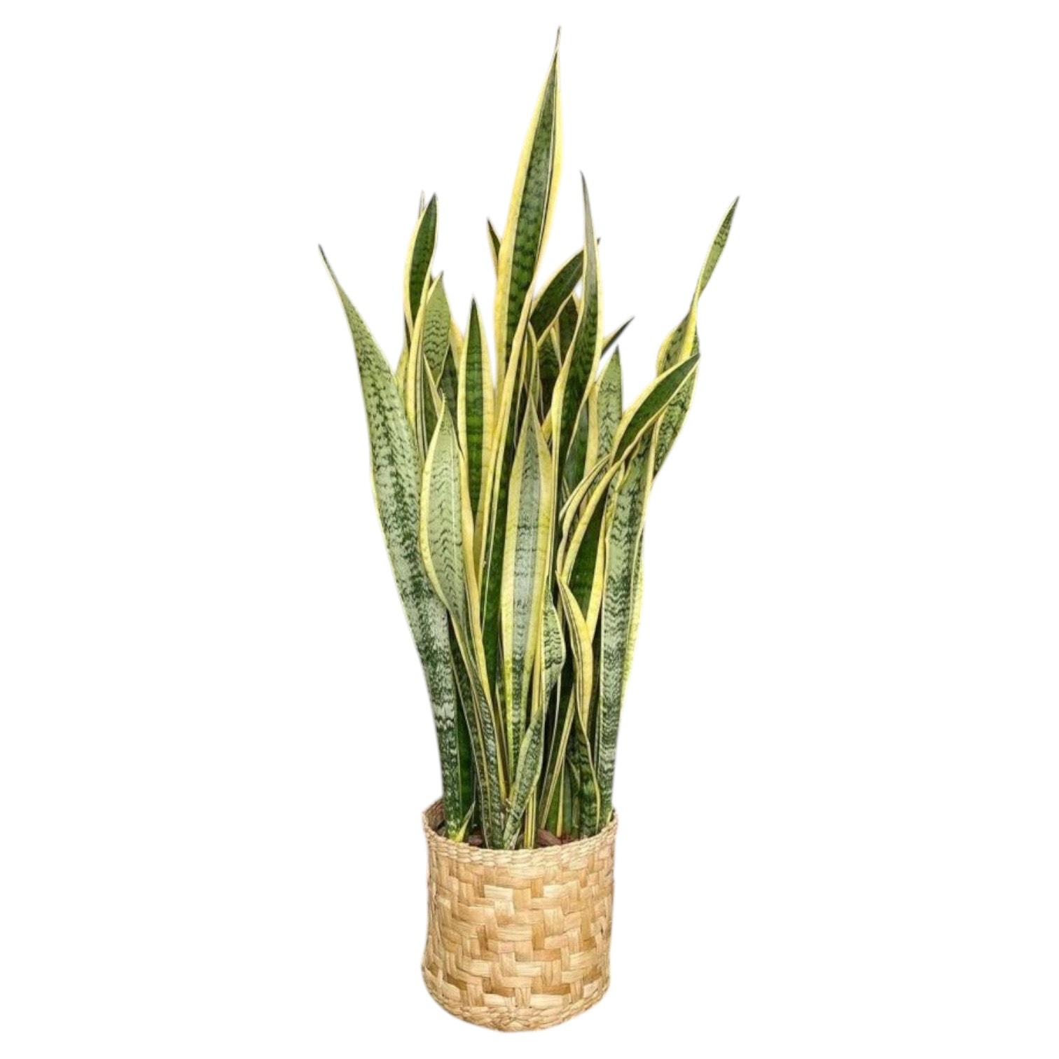 Sansevieria Trifasciata 100-120 cm Paşa Kılıcı-Kılıç Çiçeği-Peygamber Kılıcı XXL