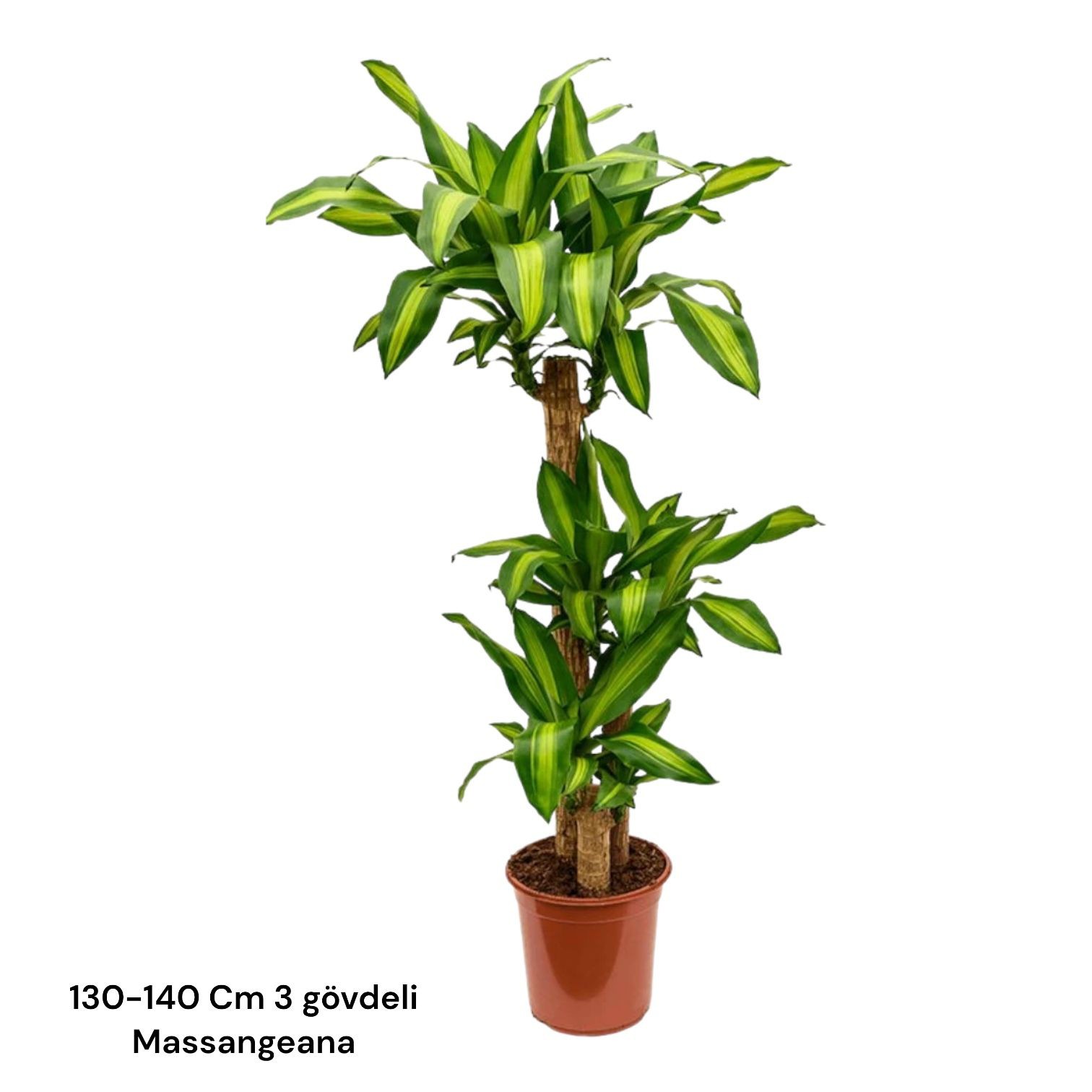 Dracaena Fragrans Massangeana 3 Gövdeli 130-140 cm XL