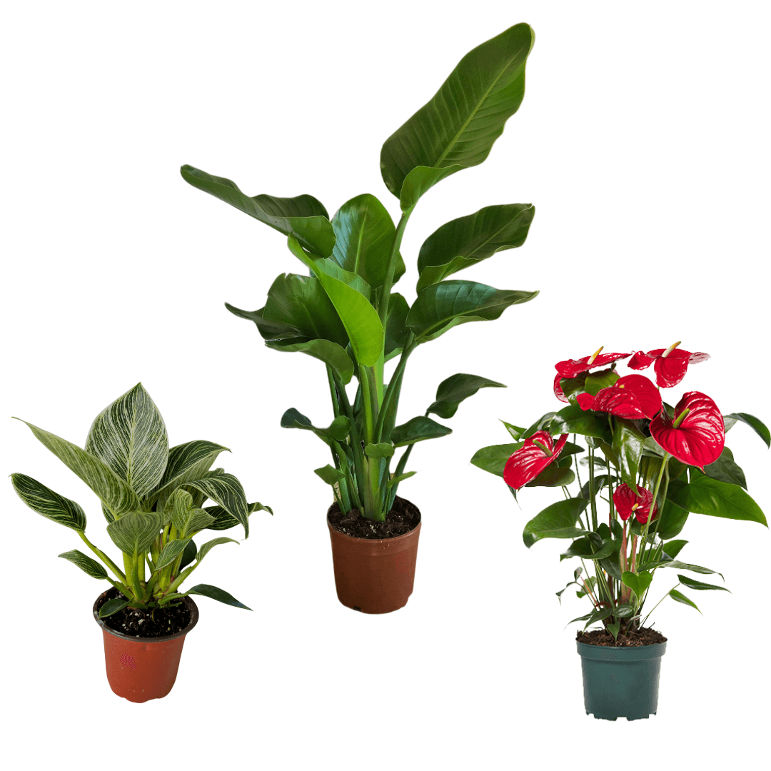Üçlü Kampanya Set ( 3 Gövdeli Starliçe, Anthurium, Philodendron Birkin)