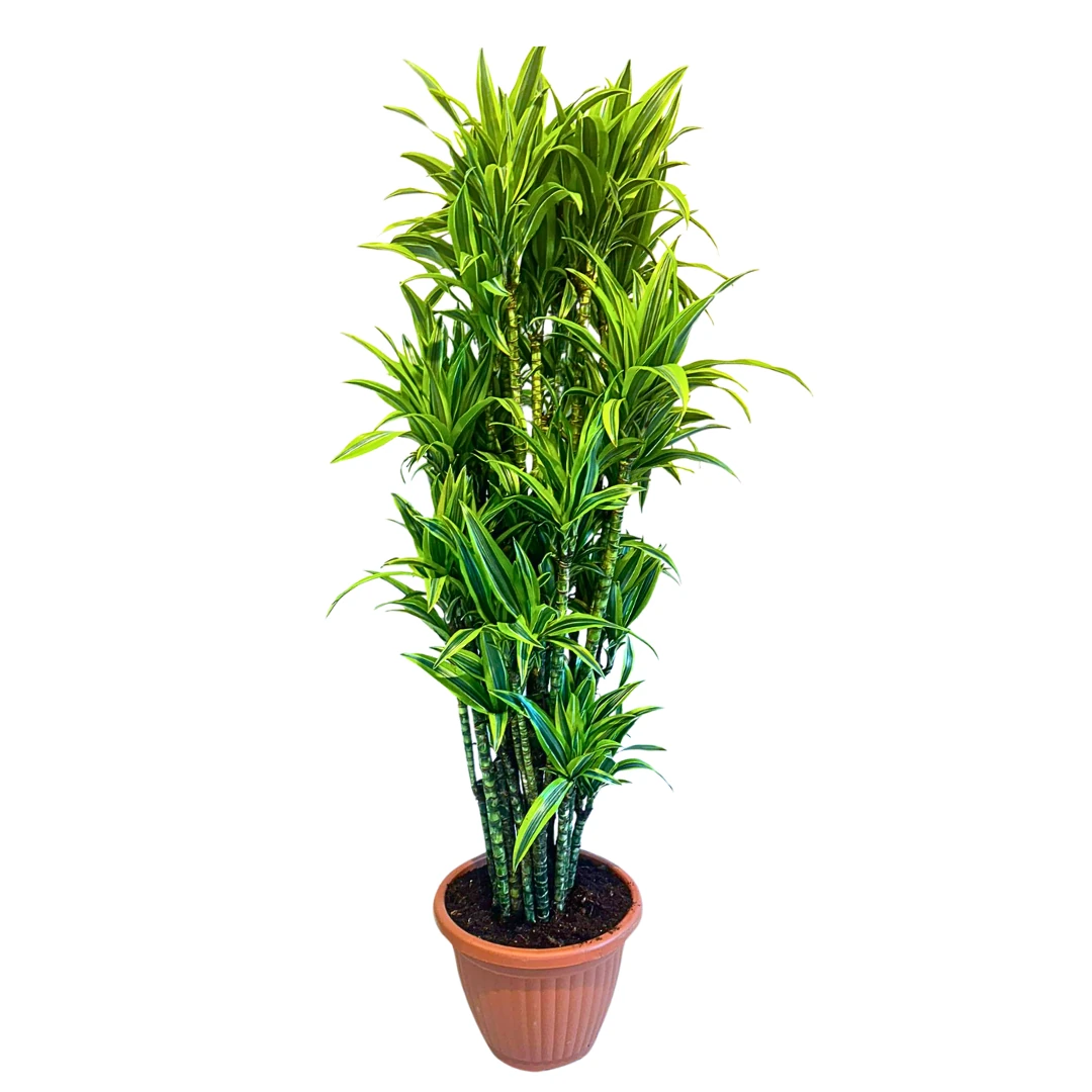 Dracaena Dremensis Lemon Lime Anaç Çoklu Gövdeli 150-160 cm
