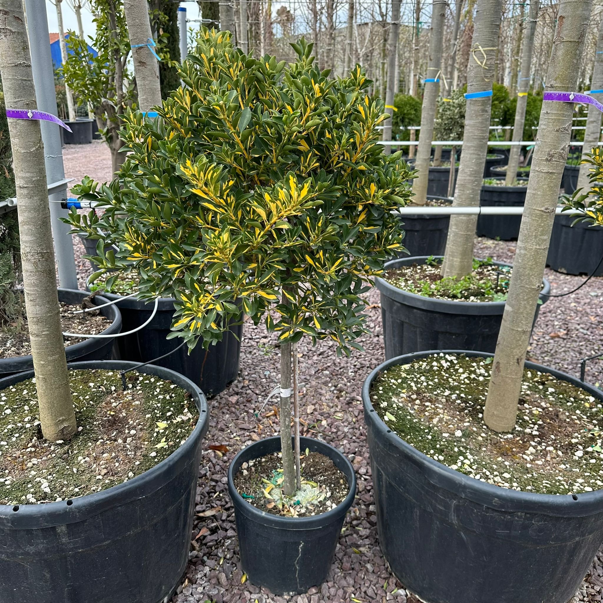 Euonymus Japonica Luna