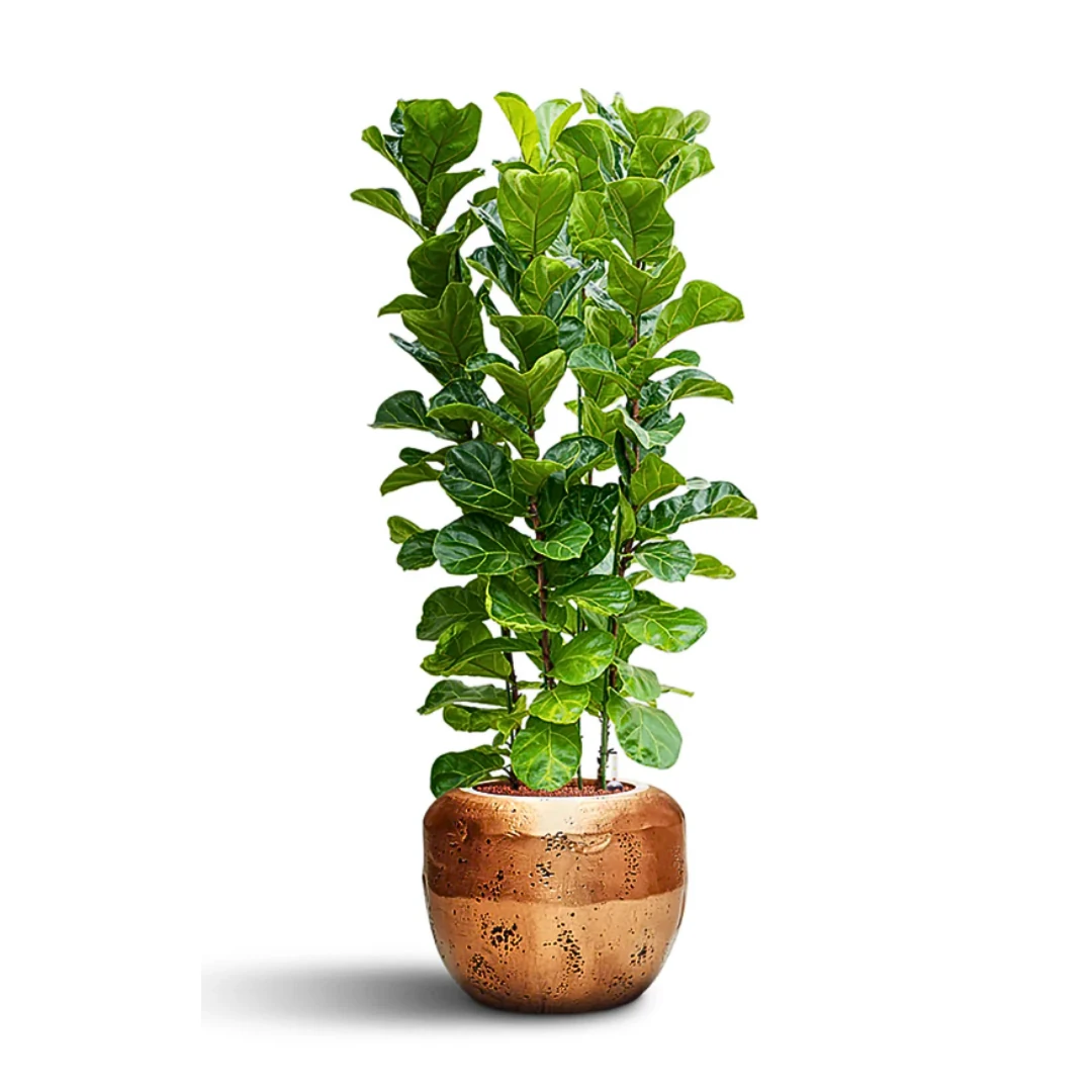 Lyrata Ficus Bambino 90-100 cm (3-4 Gövdeli)