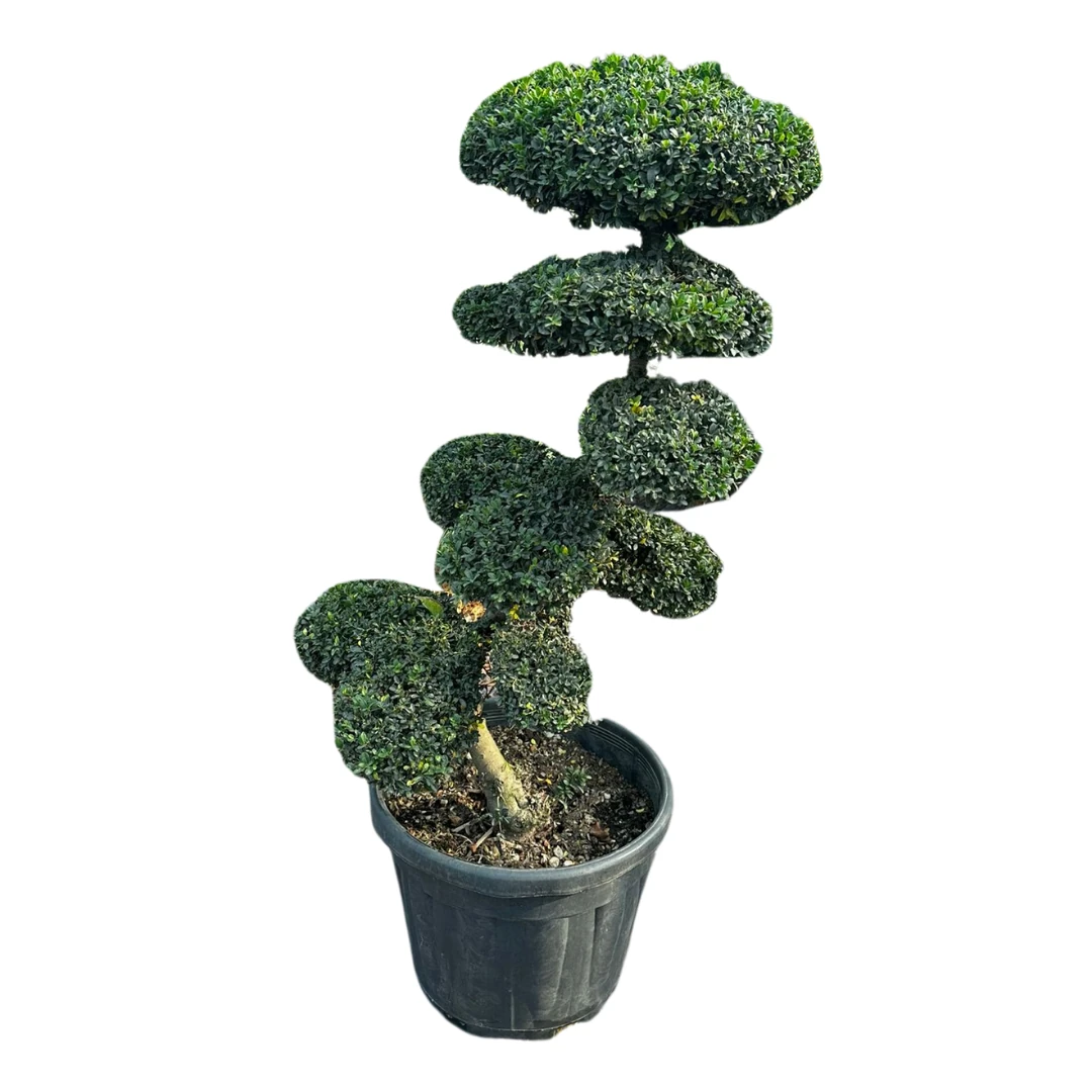 ILEX CRENATA Bonsai