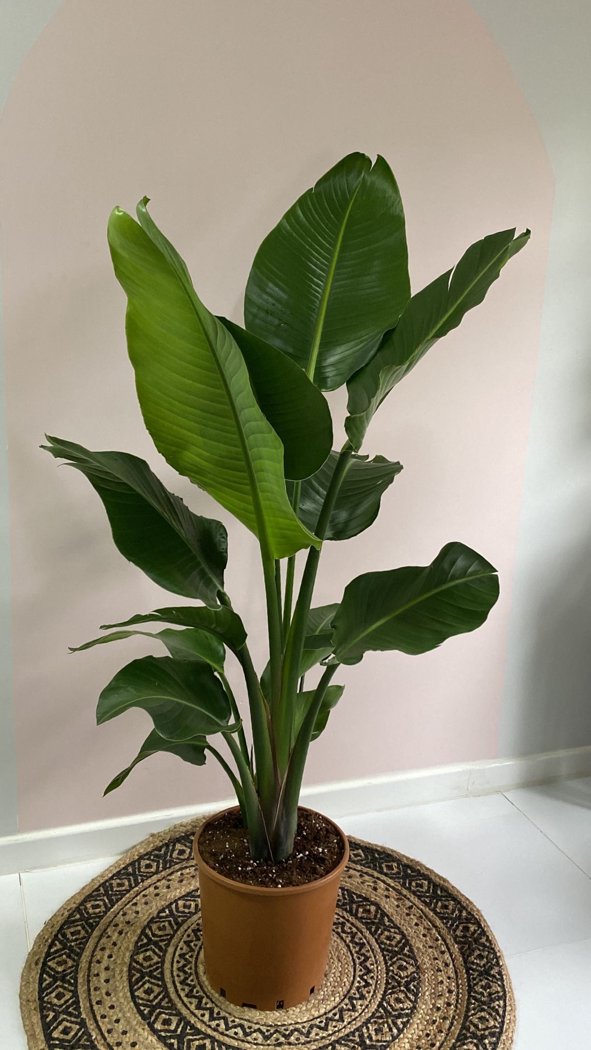Strelitzia Nicolai Starliçe 3 Gövdeli 150-160 cm