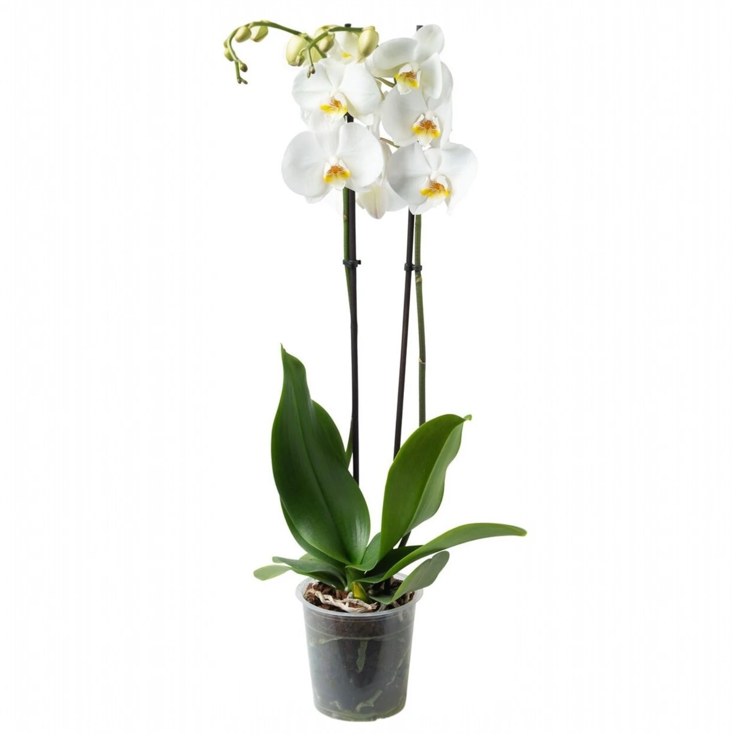 Orkide Beyaz Çift Dallı İthal (Phalaonepsis)