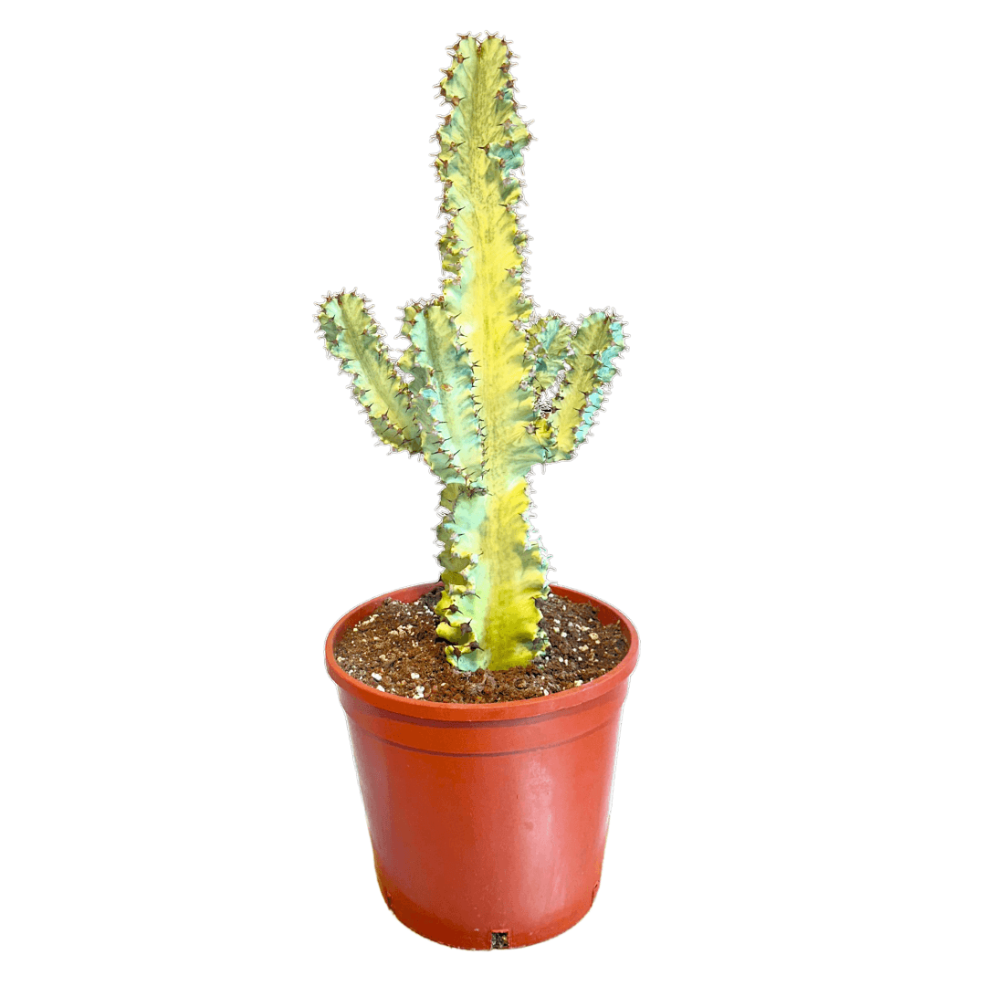 Euphorbia Ingens Variegata (70-80 cm)