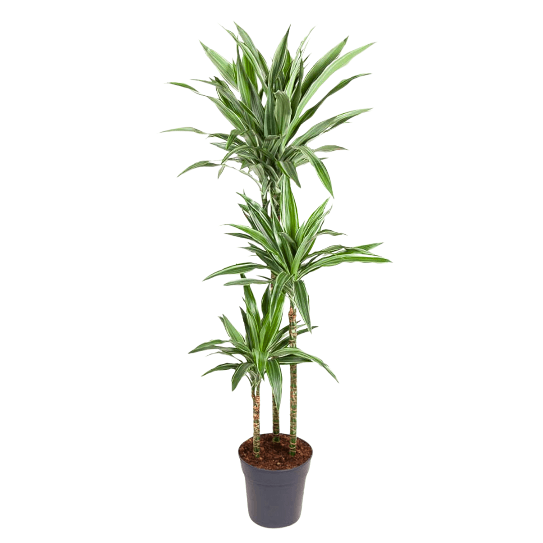 Dracaena Warneckii 130-140 cm 3 Gövdeli