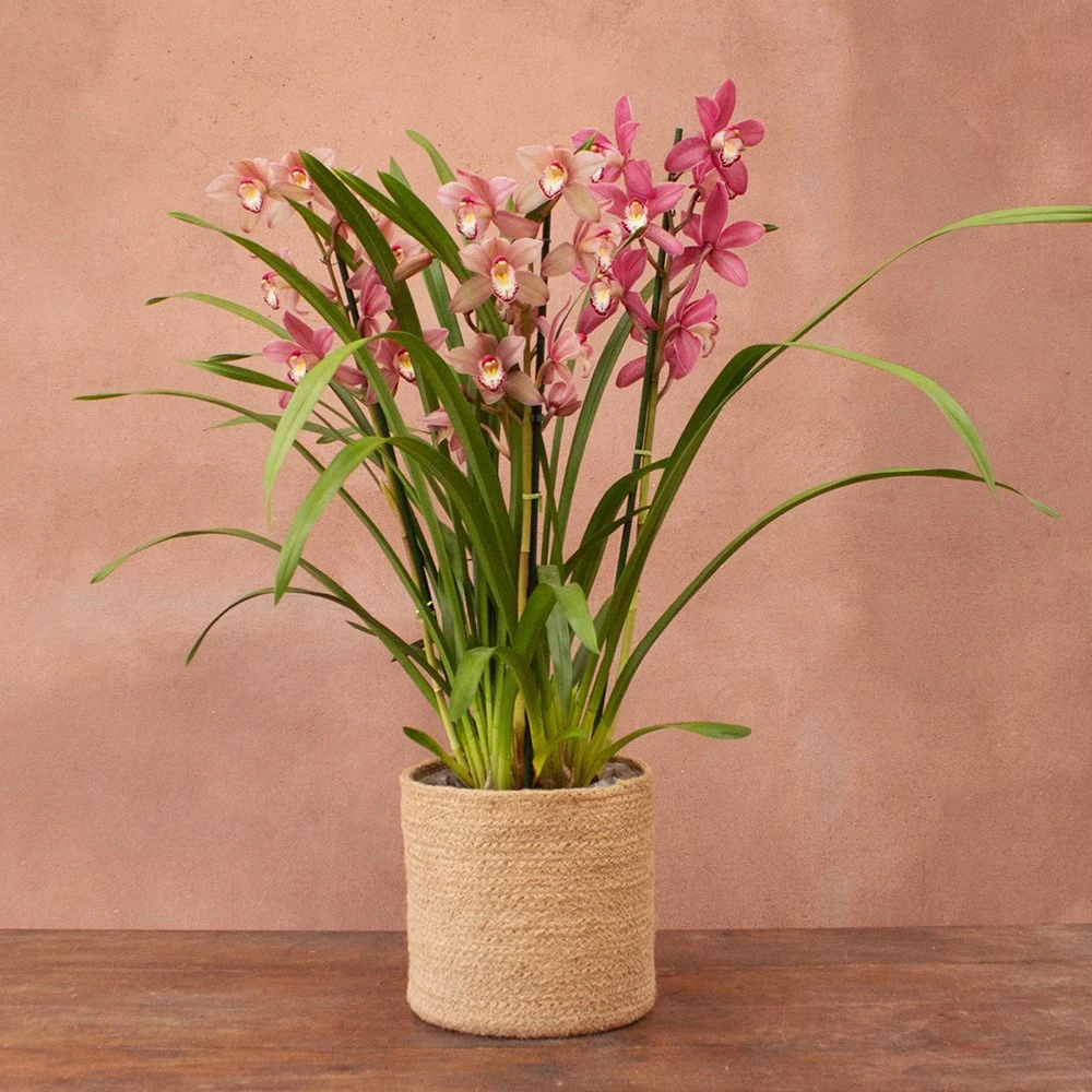 Cymbidium Pembe (Simbidyum)