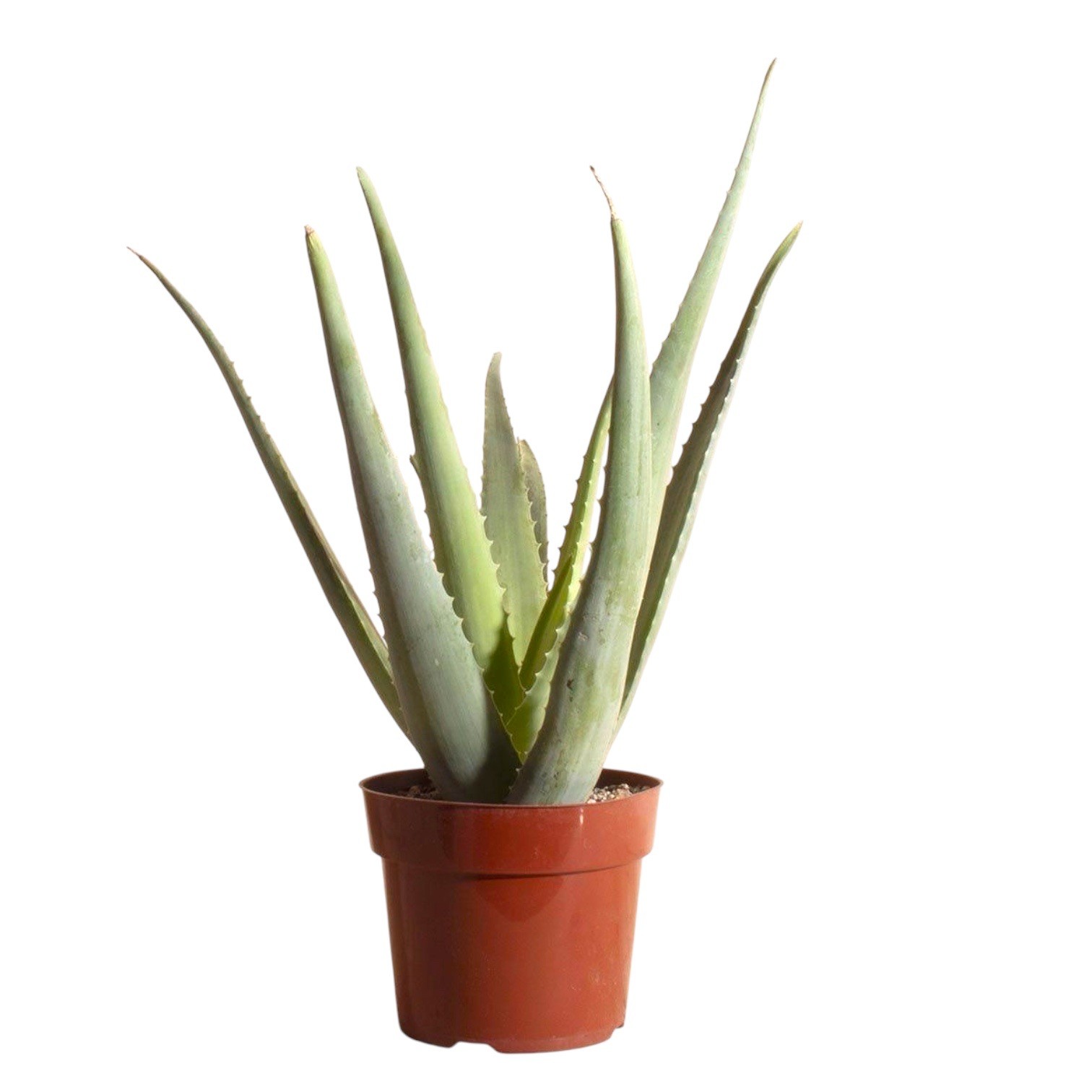 Aloe Vera Masa Boy