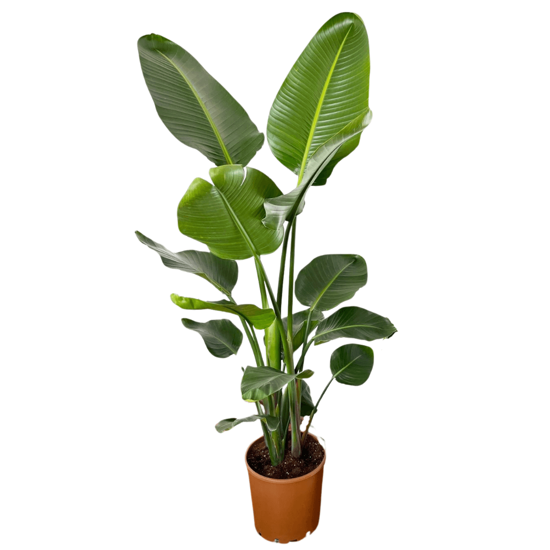 Starliçe (Strelitzia Nicolai) 170-180 cm Üç Gövdeli Beyaz Cennet Kuşu