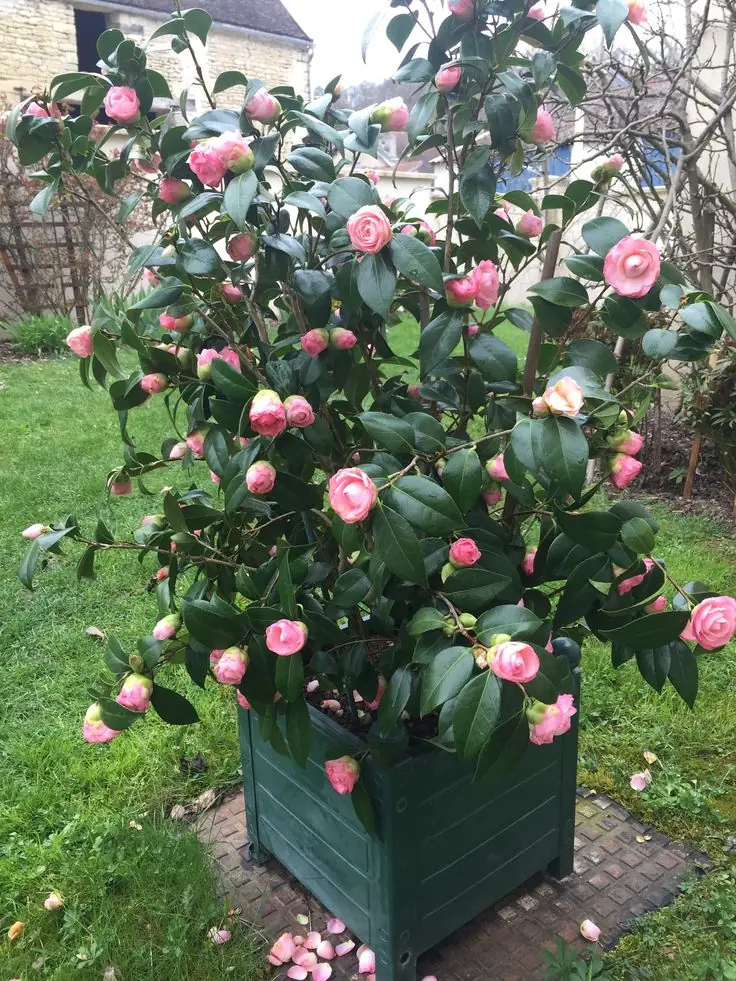 Pembe Çiçekli Cemellia Japonica