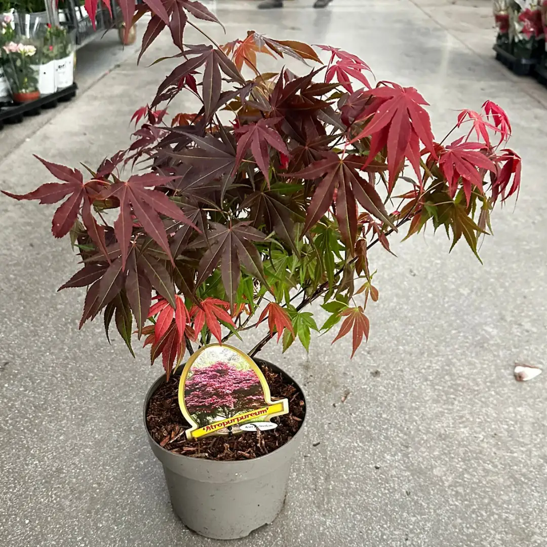 NilayFlowers