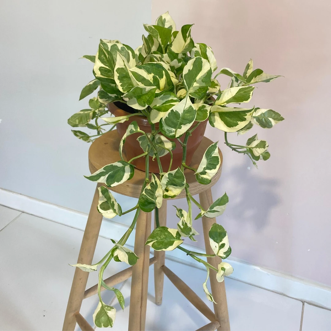 Pothos Njoy Salon Sarmaşığı-Epipremnum Aureum Njoy