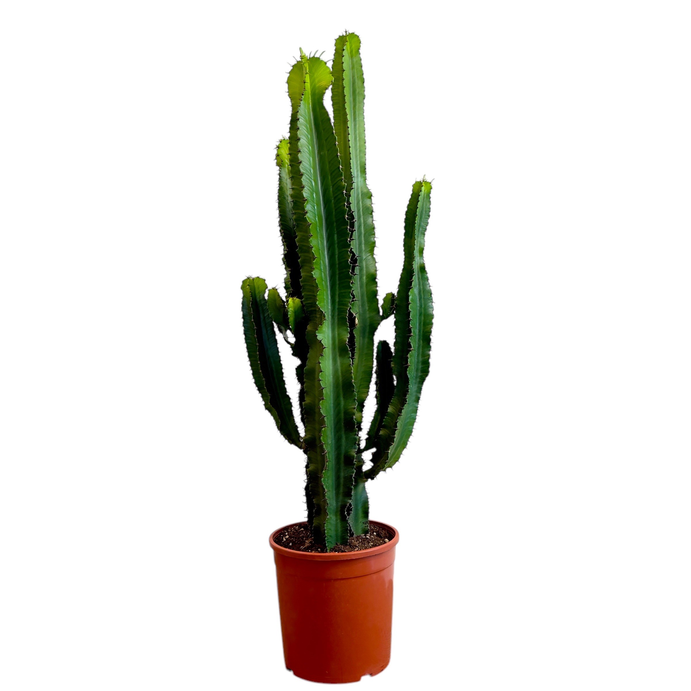 Euphorbia Ingens Kovboy Kaktüsü 125 cm