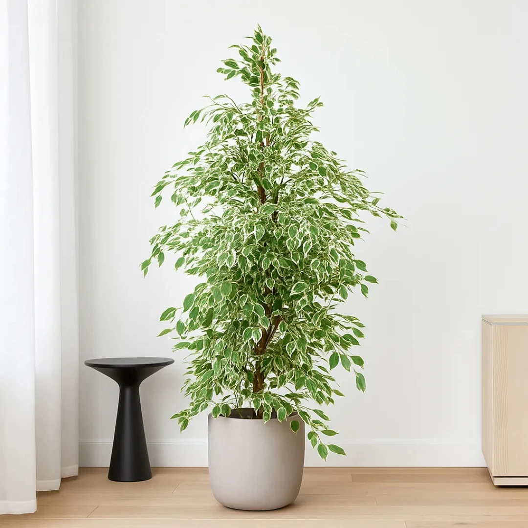Benjamin Ficus Starlight 140-150 cm (Alacalı Benjamin-Golden King)