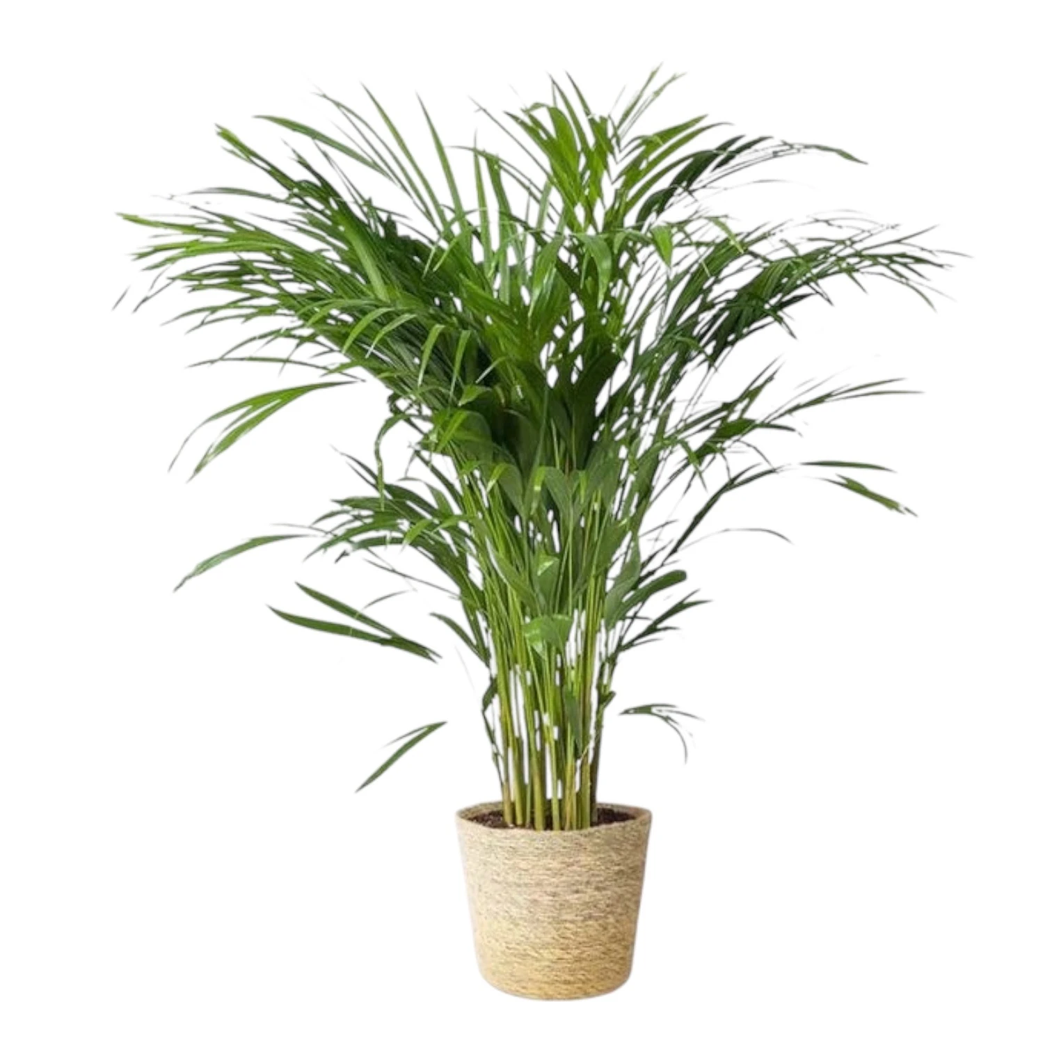 Areca (Areka) Palmiyesi 80-90 cm Dolgun Form İthal