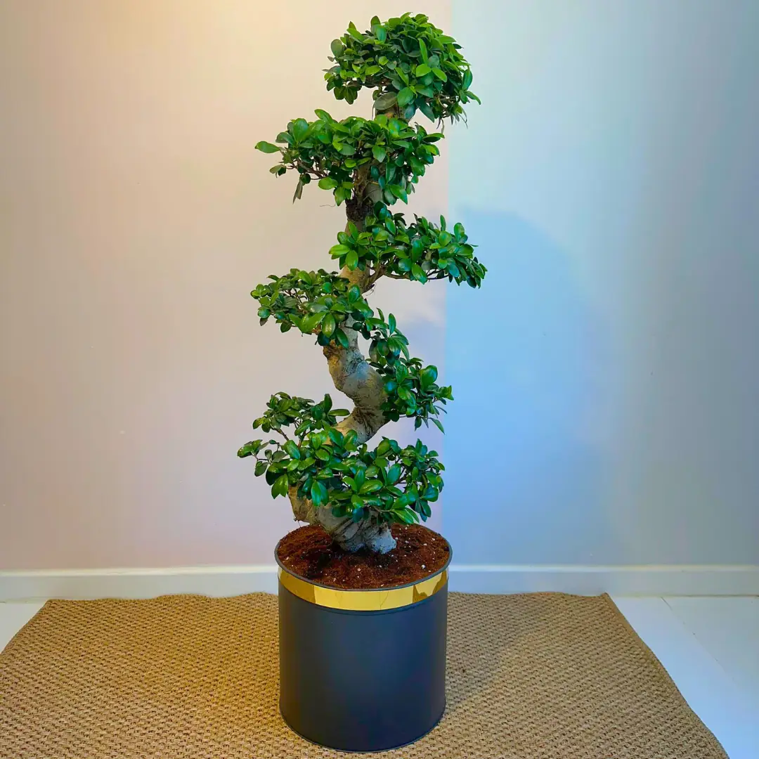 フィカス ベンガレンシス 140cm S-shaped tree form 8号 【公式通販】