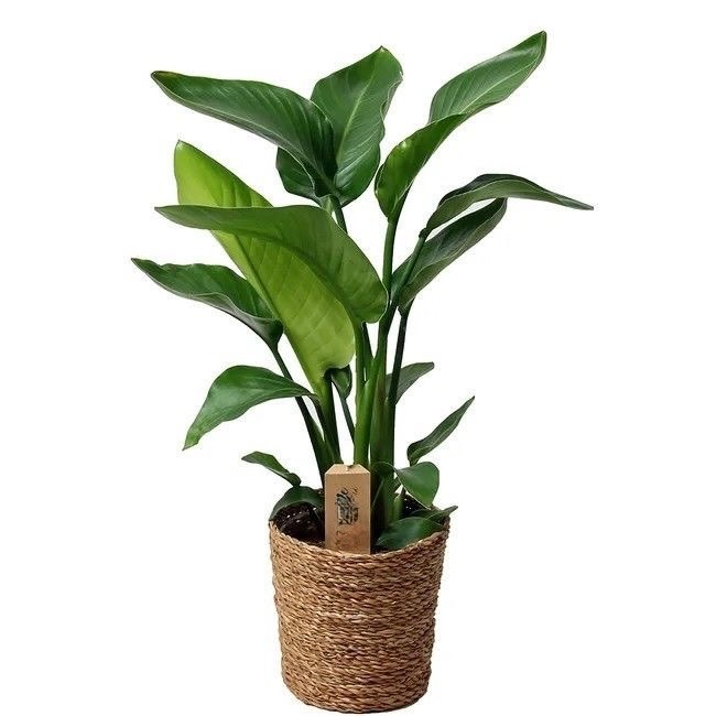 Starliçe (Strelitzia Nicolai) 90-100 cm Üç Gövdeli Beyaz Cennet Kuşu
