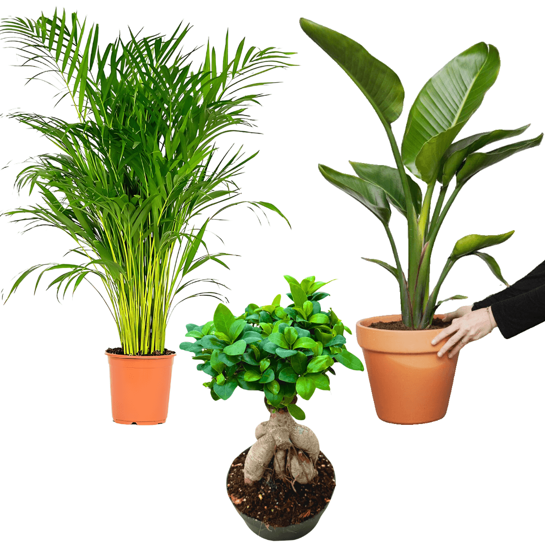 Üçlü Set (Areca Palmiyesi, Starliçe, Bonsai Ginseng)