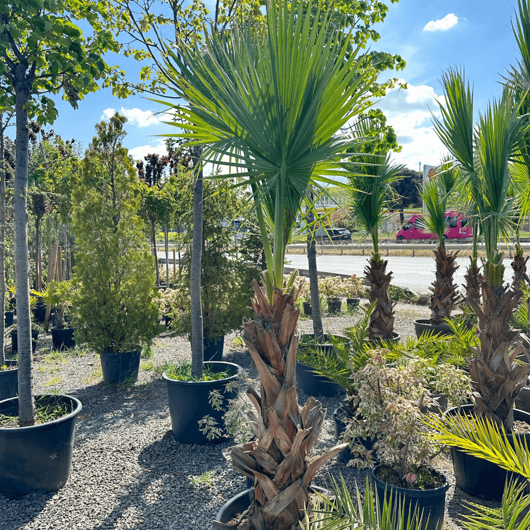Washingtonia Robusta (Meksika Yelpaze Palmiyesi) 210-220 cm
