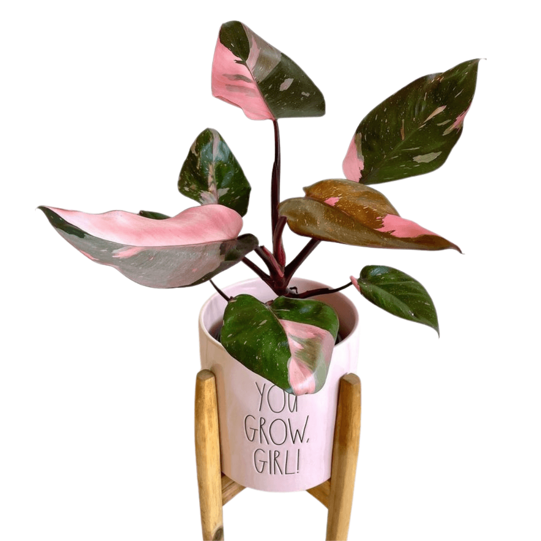 Philodendron Pink Princess (Özel Tür)