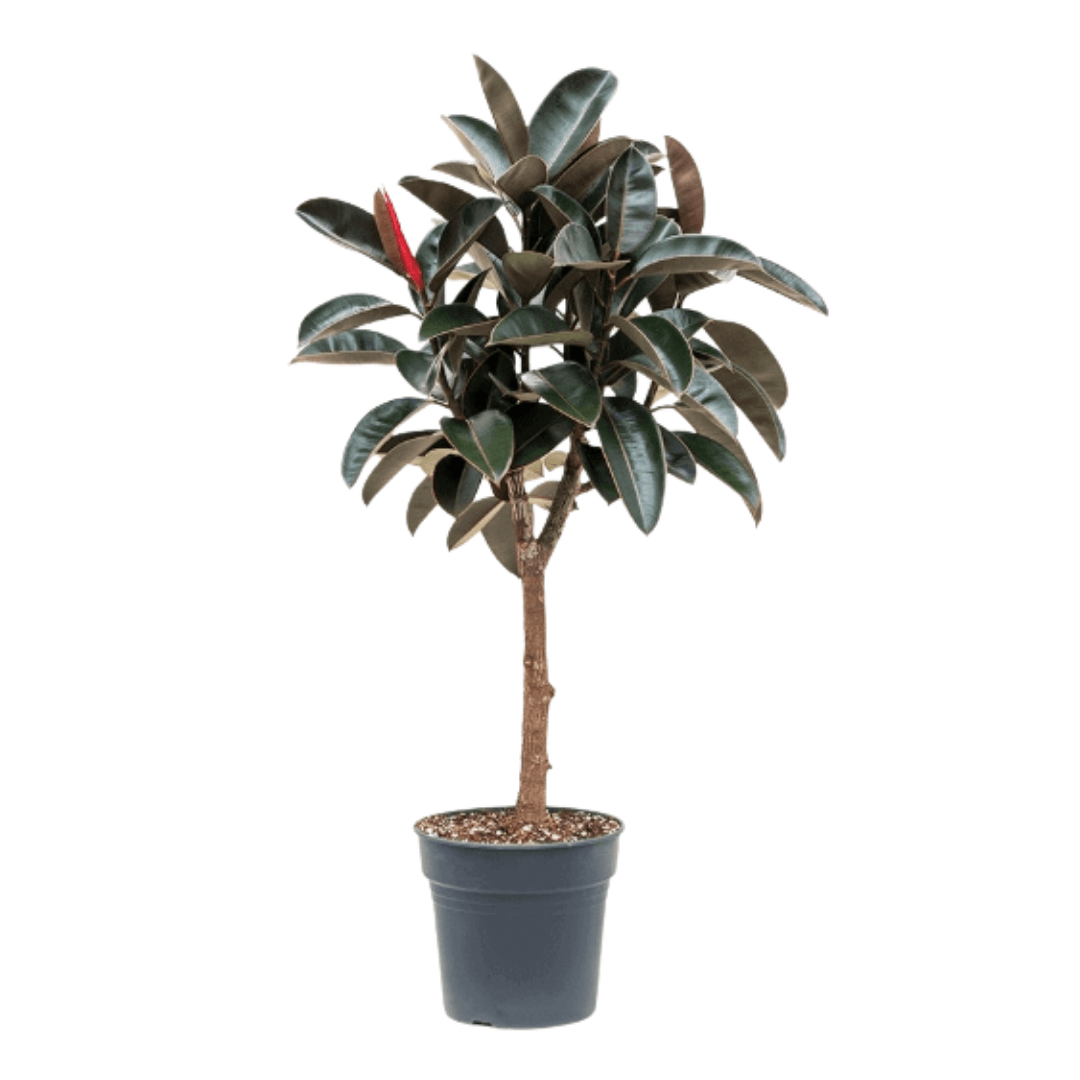 Ficus Elastica Robusta Kauçuk Tijli Anaç 140-150 cm