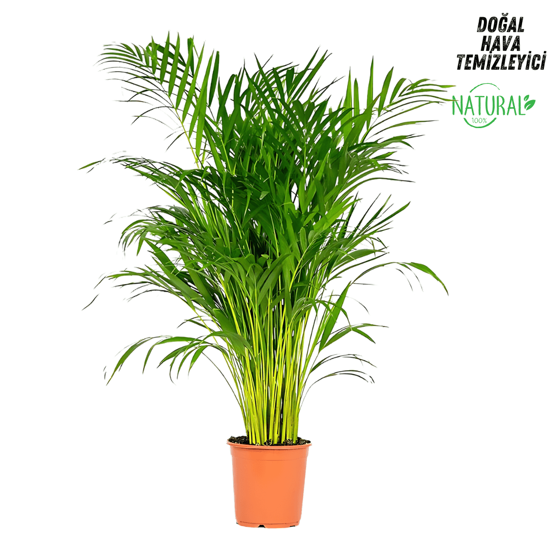 Areca (Areka) Palmiyesi 120-130 cm Dolgun Form İthal