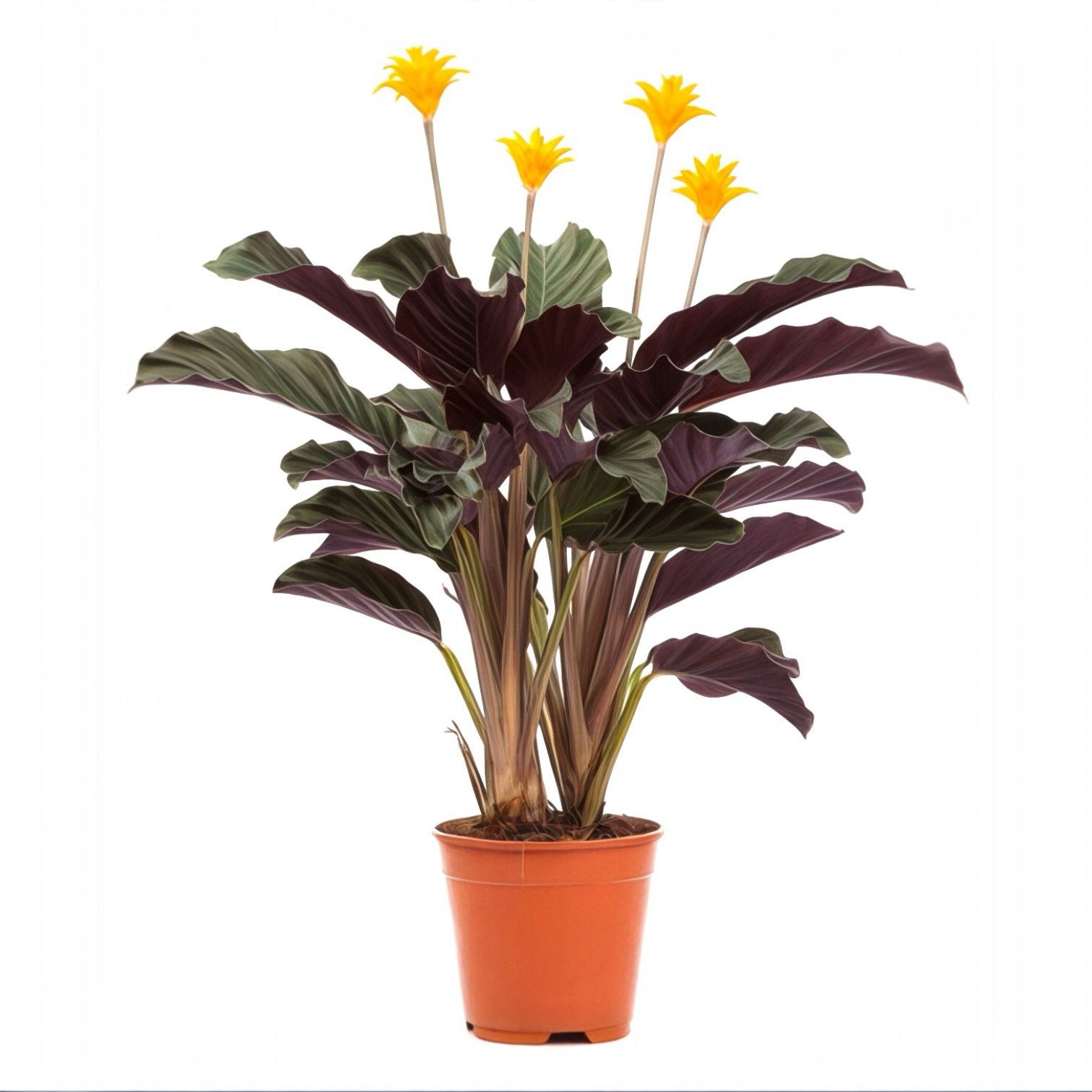 Calathea Crocata