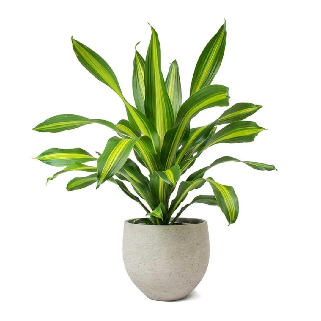 Dracaena Fragrans Massangena 40-50 cm