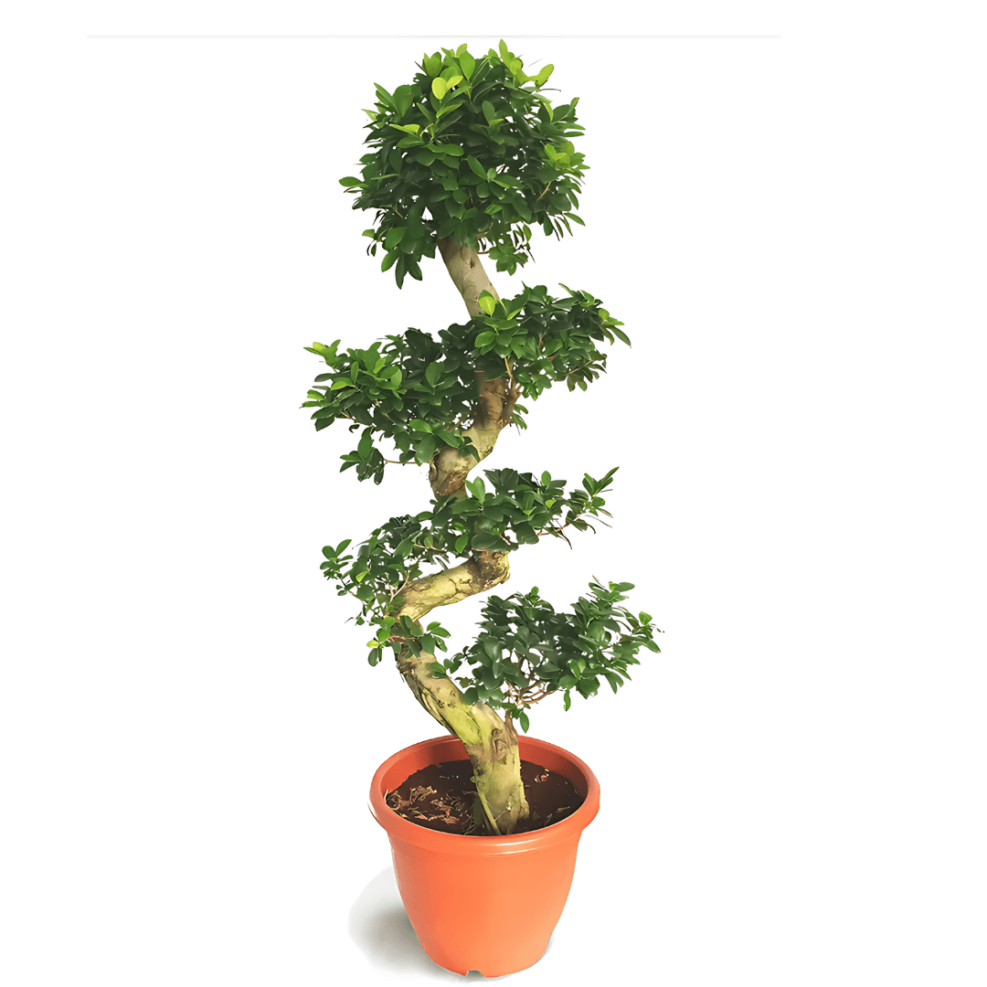 Bonsai Ficus S Shape 130 cm XL