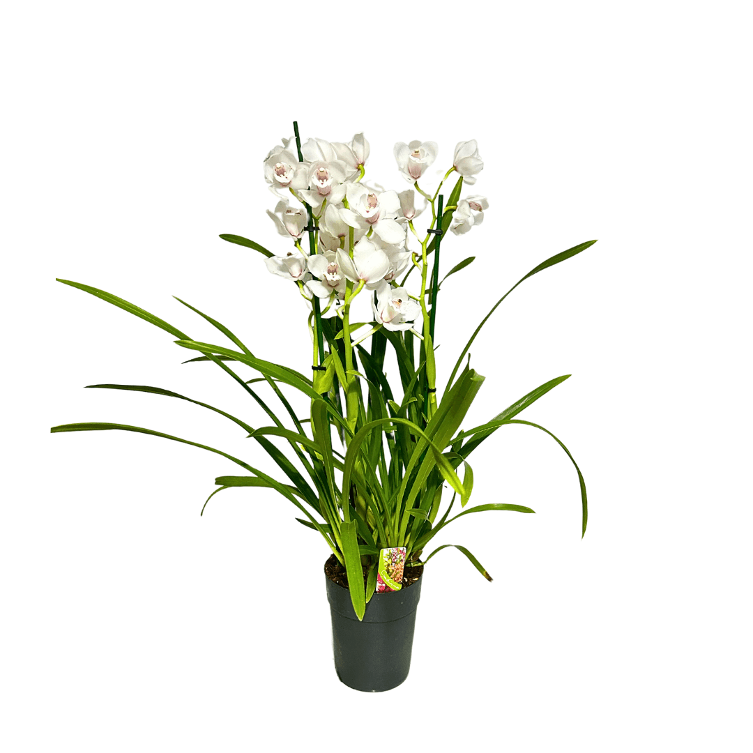 Cymbidium Orkide  Beyaz 75-80 cm (Simbidyum)