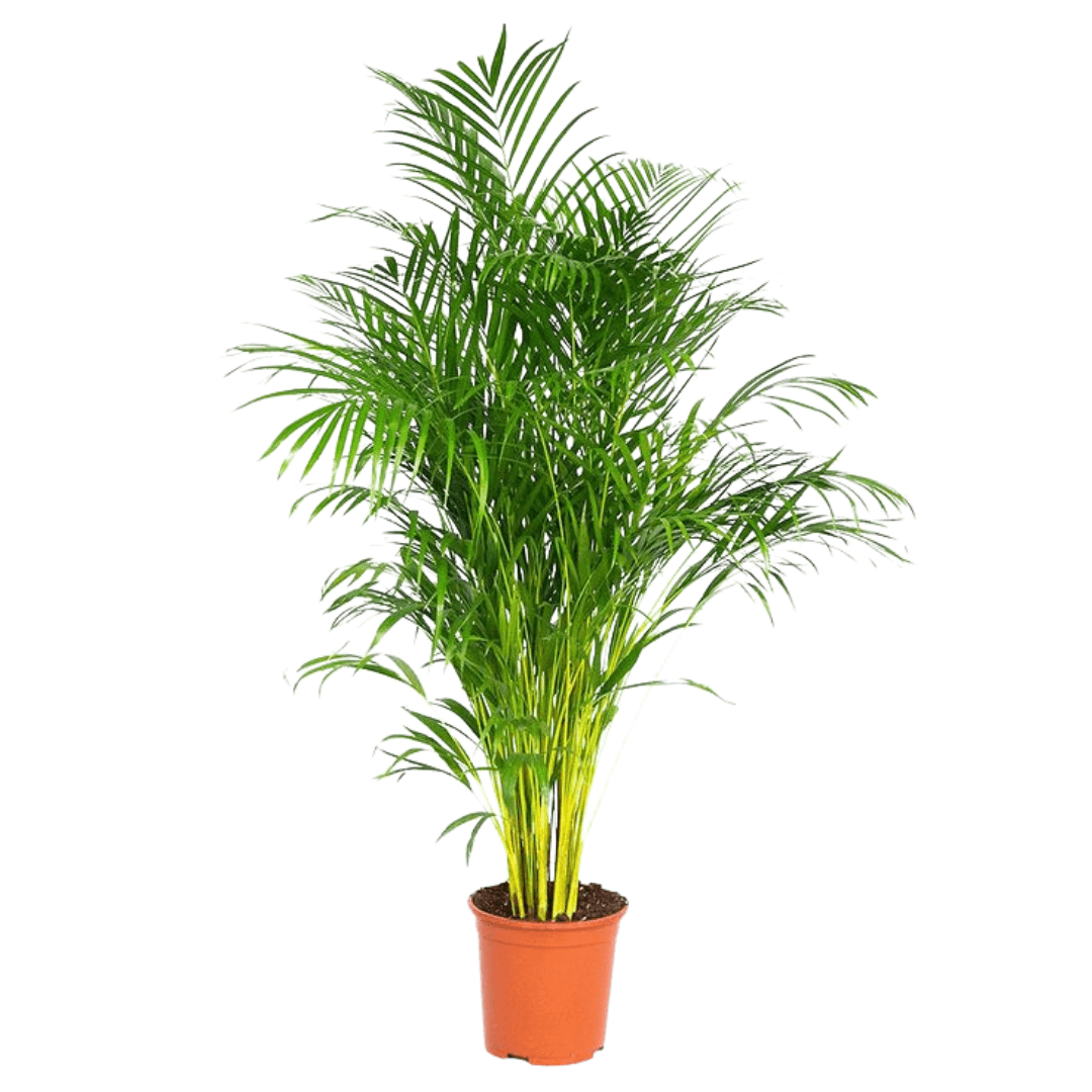 Areca (Areka) Palmiyesi 140-150 cm Dolgun Form İthal