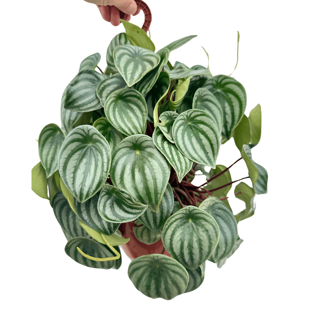 Peperomia Argyreia (Karpuz Peperomyası)