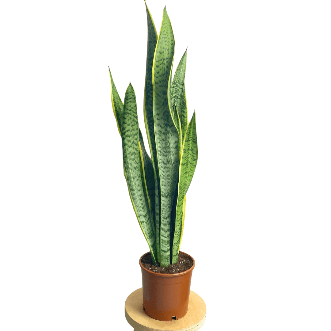 Sansevieria Trifasciata 70 cm Paşa Kılıcı-Kılıç Çiçeği-Peygamber Kılıcı L