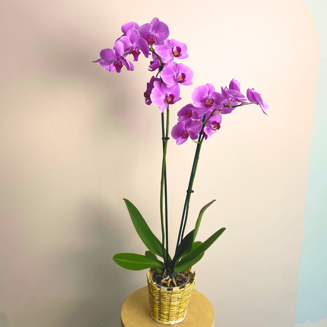 Orkide Mor Çift Dallı İthal (Phalaonepsis)