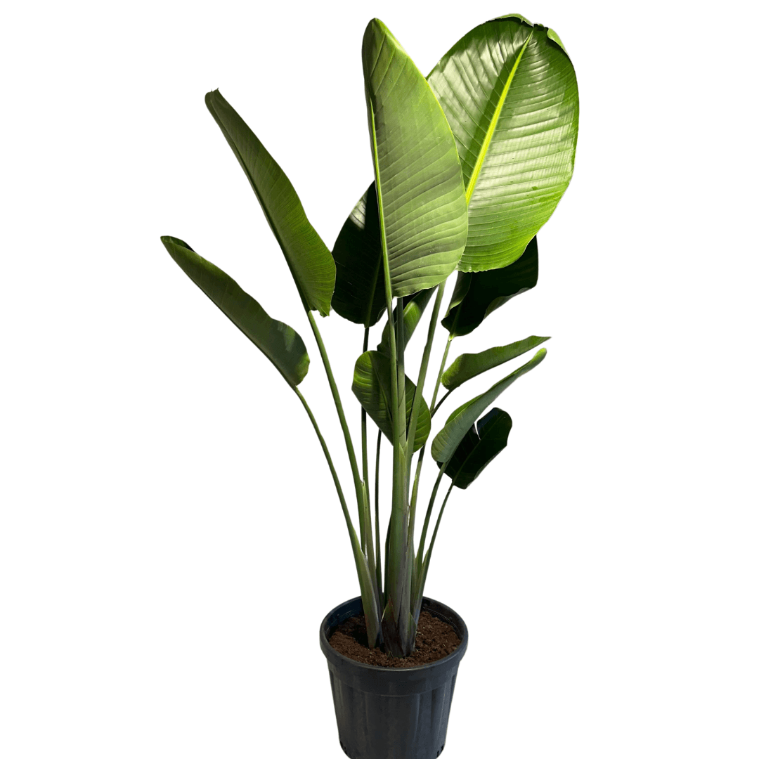 Starliçe (Strelitzia Nicolai) 220-240 cm Üç Gövdeli Beyaz Cennet Kuşu